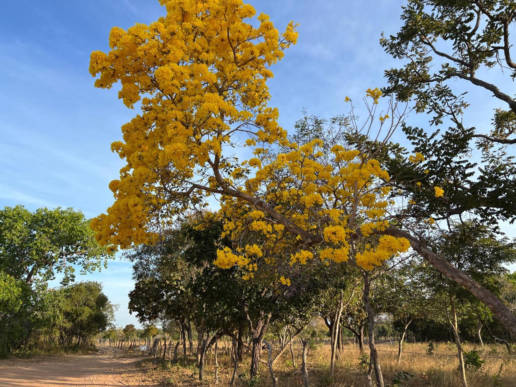 Fervedouro E Pousada Por Enquanto Sao Felix do Tocantins Exteriör bild